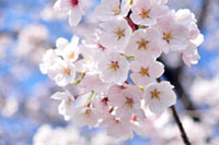 久留米百年公園の桜の写真