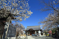 宝寿院の桜の写真