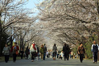 山梨県小瀬スポーツ公園の桜の写真