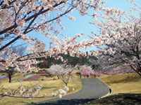 あづみ野池田クラフトパークの桜の写真