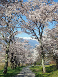 鵜山の桜並木の写真
