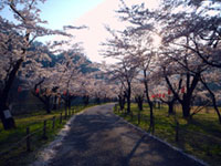中部電力の桜公園（松島桜公園）の桜の写真