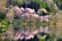 中綱湖の桜の写真