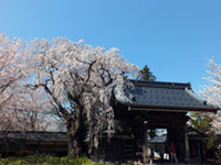 谷厳寺の桜の写真