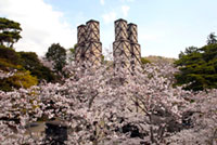 韮山反射炉の桜の写真