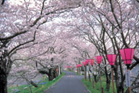 金比羅山緑地の桜の写真