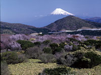 西天城高原の桜の写真
