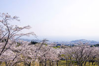 扇山さくらの園の桜