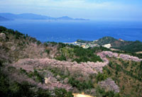 日盛山の桜の写真