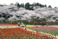 はままつフラワーパークの桜の写真