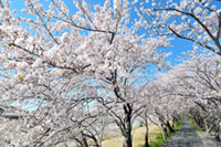 都田川桜堤の桜の写真
