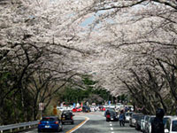 アネスト岩田 ターンパイク箱根の桜の写真