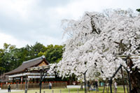 上賀茂神社の桜の写真