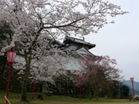 出石城跡の桜の写真