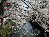 城崎温泉の桜の写真