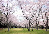 千葉市昭和の森の桜の写真