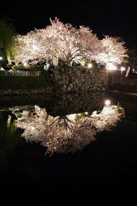 田丸城跡の桜の写真