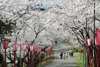 八幡丘公園の桜の写真