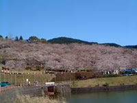 上米公園の桜の写真