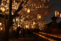 本妙寺の桜の写真