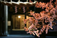 肥後一の宮阿蘇神社の桜の写真