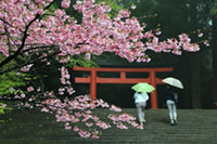 霧島神宮の桜の写真