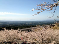 霧島神話の里公園の桜の写真