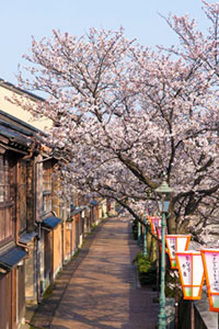 主計町茶屋街の桜の写真