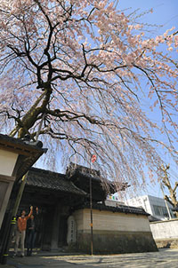 慶恩寺の桜の写真