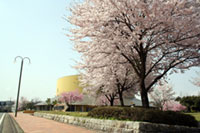越前陶芸村しだれ桜まつりの桜の写真