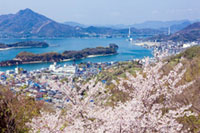 因島公園の桜の写真