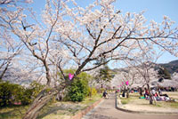 寺本公園の桜の写真