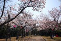 大空山公園の桜の写真