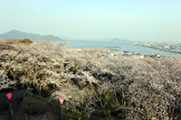 亀居公園の桜の写真