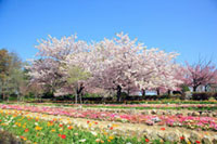 世羅 ふじ園の桜の写真