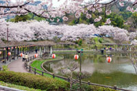府中公園の桜の写真
