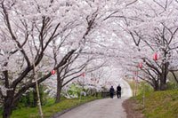 宮山中公園の桜の写真