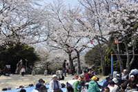 江波山公園の桜の写真