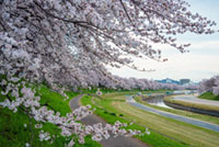 旭川さくら道の桜の写真