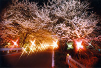 久世トンネル桜の写真