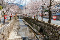 紺屋川美観地区の桜の写真