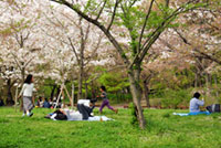 長居公園の桜の写真