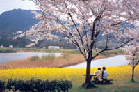 上堰潟公園の桜の写真