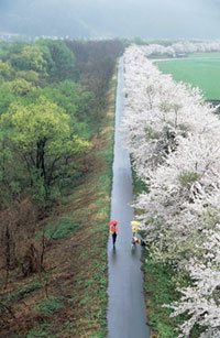 胎内川河川敷千本桜の写真