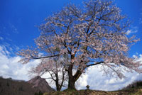 黒岩の夫婦桜の写真