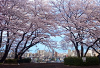 聖蹟桜ヶ丘の桜の写真