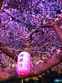 千川通りの桜並木の写真