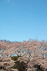 駒場公園の桜の写真