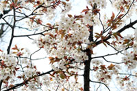 高尾山の桜の写真