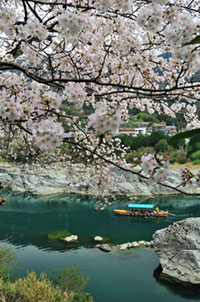 美濃田の淵の桜の写真